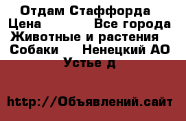 Отдам Стаффорда › Цена ­ 2 000 - Все города Животные и растения » Собаки   . Ненецкий АО,Устье д.